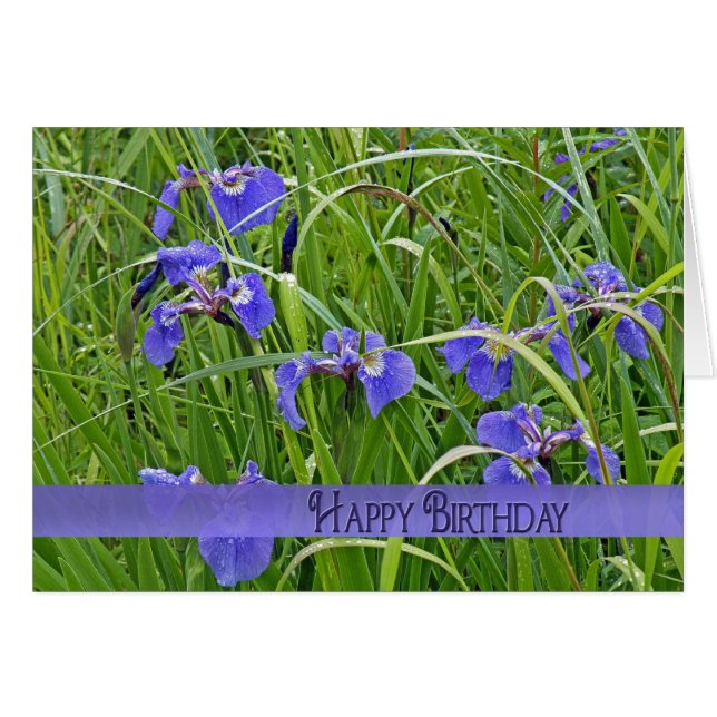 Wild Lila Iris (Vorderseite (Horizontal))