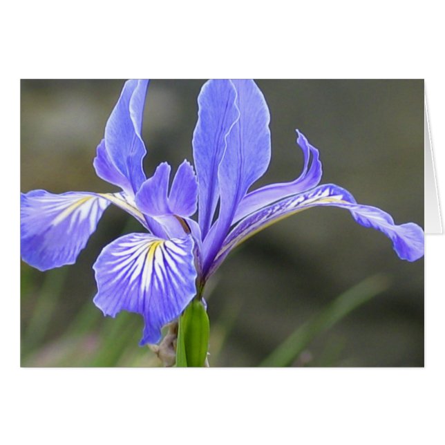 Wild Lila Iris (Vorderseite (Horizontal))