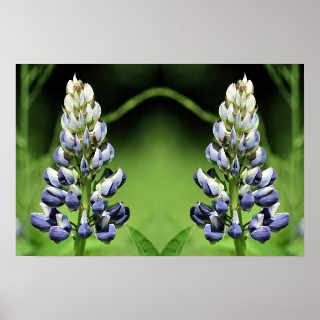 Wild Lila Lupine Blume Mirror Abstrakt Poster (Vorne)