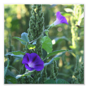 Wild Lila Morning Glory Blume 8x8 Fotodruck