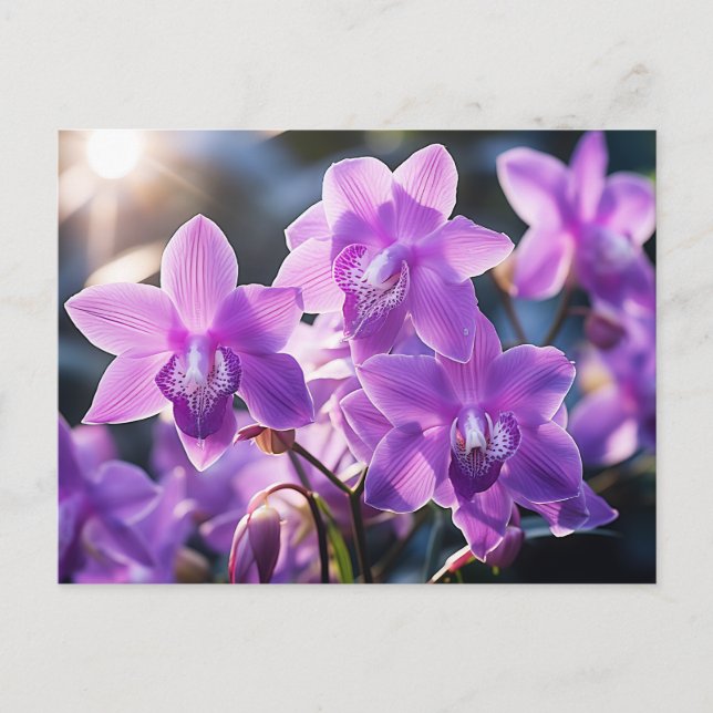 WILD LILA ORCHID AUS DOMINIKA POSTKARTE (Vorderseite)