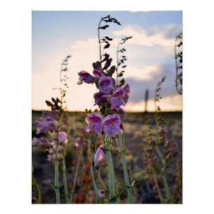 Wild Lila Snapdragons Foto drucken