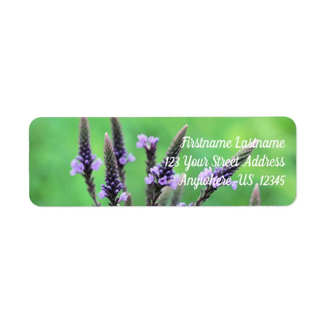 Wild Lila Vervain Blume Address (Vorne)