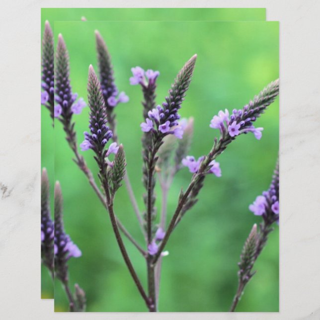 Wild Lila Vervain Blume Scrapbook (Vorne/Hinten)
