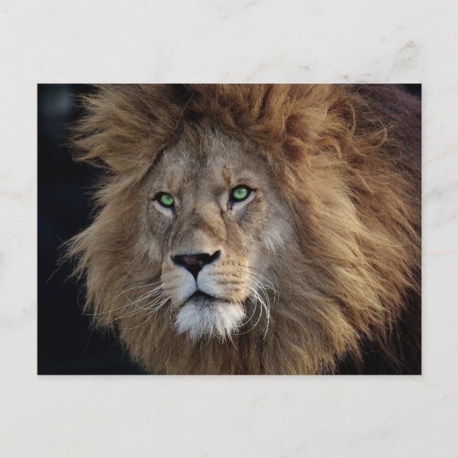 Wild Lion Foto Green eyes Postkarte (Vorderseite)