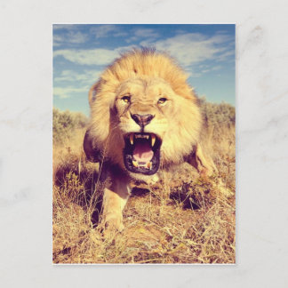 Wild Lion Postkarte