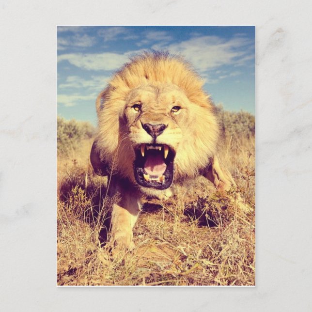 Wild Lion Postkarte (Vorderseite)