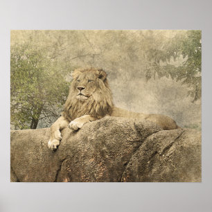 Wild Lion Safari Jungle Artwork Foto Poster