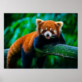 Wild Majesty Raubtier Poster Sammlung