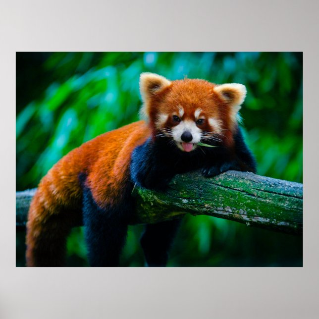 Wild Majesty Raubtier Poster Sammlung (Vorne)