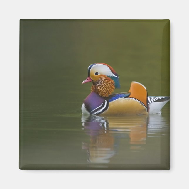 Wild Mandarin Duck Aix galericulata) auf dunkel Magnet (Vorne)
