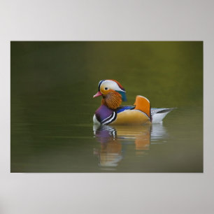 Wild Mandarin Duck Aix galericulata) auf dunkel Poster