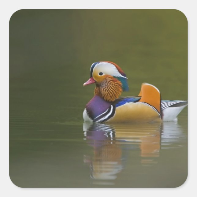 Wild Mandarin Duck Aix galericulata) auf dunkel Quadratischer Aufkleber (Vorderseite)