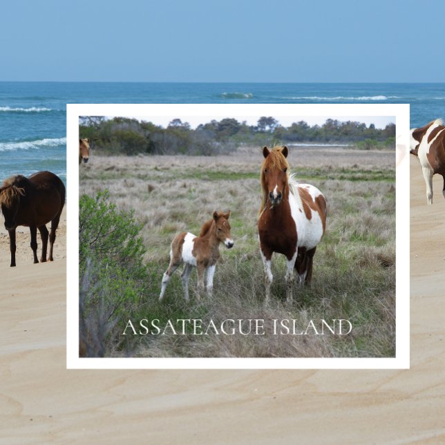 Wild Mare and Foal, Assateague National Seashore Postkarte (Von Creator hochgeladen)