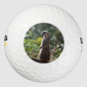 Wild Meerkat Golfball