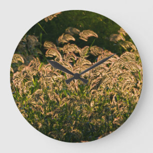 Wild Millet (Panicum Sp.) Wachstum in Feuchtgebiet Große Wanduhr