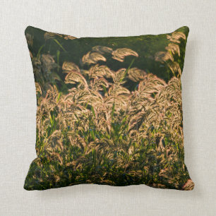 Wild Millet (Panicum Sp.) Wachstum in Feuchtgebiet Kissen