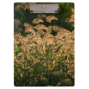 Wild Millet (Panicum Sp.) Wachstum in Feuchtgebiet Klemmbrett