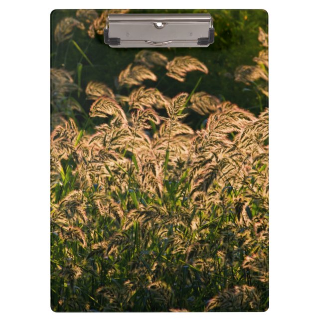 Wild Millet (Panicum Sp.) Wachstum in Feuchtgebiet Klemmbrett (Vorderseite)