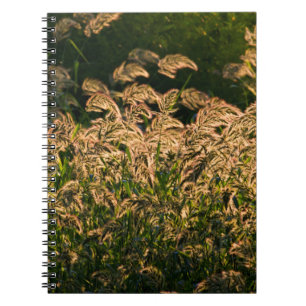 Wild Millet (Panicum Sp.) Wachstum in Feuchtgebiet Notizblock