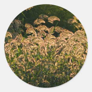 Wild Millet (Panicum Sp.) Wachstum in Feuchtgebiet Runder Aufkleber
