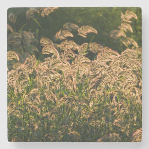 Wild Millet (Panicum Sp.) Wachstum in Feuchtgebiet Steinuntersetzer