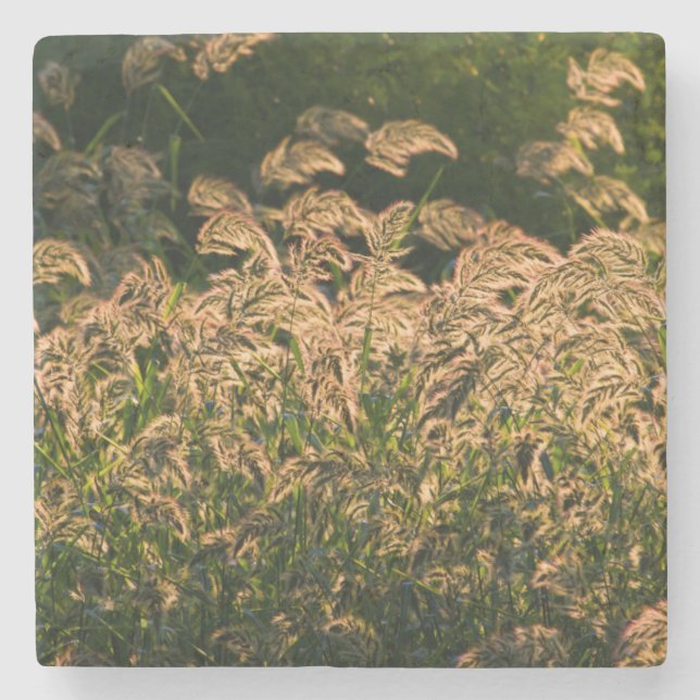 Wild Millet (Panicum Sp.) Wachstum in Feuchtgebiet Steinuntersetzer (Vorderseite)