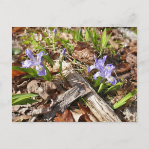 Wild Miniature Postkarte