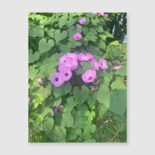 Wild Morning Glories Magnet