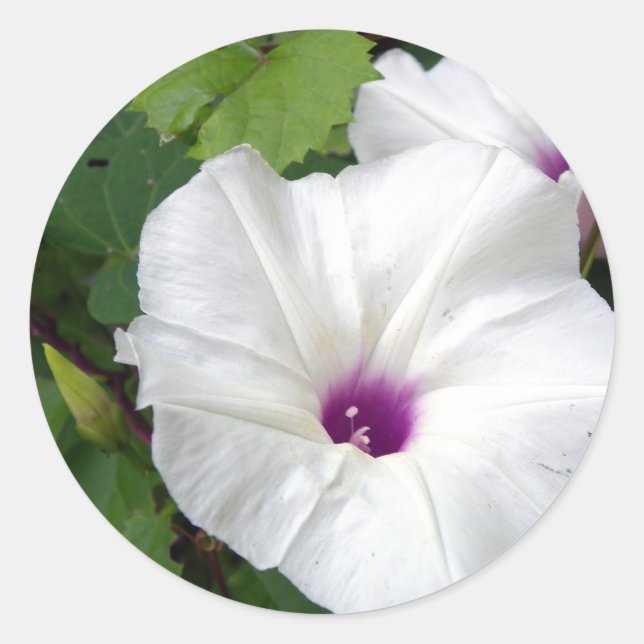 Wild Morning Glory-2010 Runder Aufkleber (Vorderseite)
