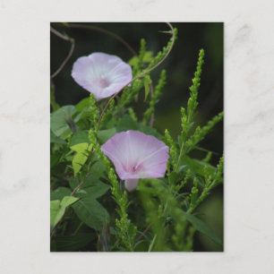 Wild Morning Glory Foto Postcard Postkarte