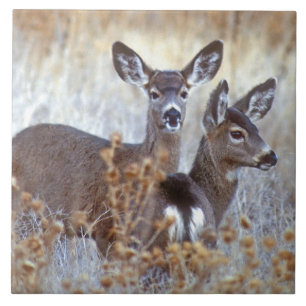 Wild Mule Deer Pair Kalifornien Fliese