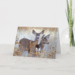 Wild Mule Deer Pair   Kalifornien Karte