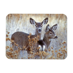 Wild Mule Deer Pair Kalifornien Magnet