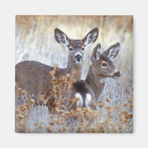 Wild Mule Deer Pair Kalifornien Magnet