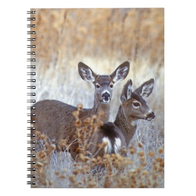 Wild Mule Deer Pair | Kalifornien Notizblock (Vorderseite)