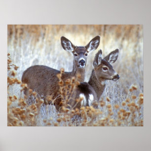 Wild Mule Deer Pair Kalifornien Poster