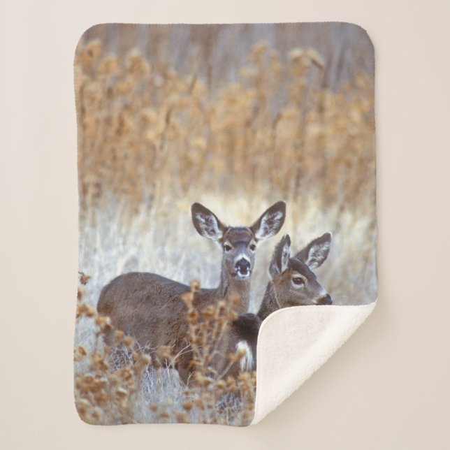 Wild Mule Deer Pair | Kalifornien Sherpadecke (Vorderseite)