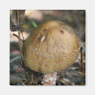 Wild Mushroom Nature Foto Magnet