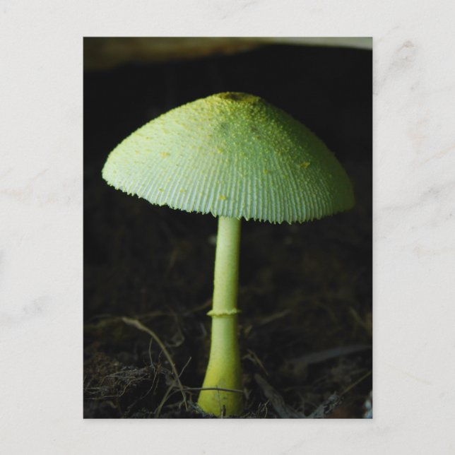 Wild Mushroom Photo  Postkarte (Vorderseite)