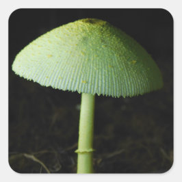 Wild Mushroom Photo Quadratischer Aufkleber