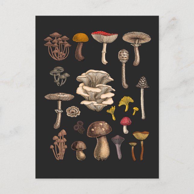 Wild Mushrooms on Grafit Postkarte (Vorderseite)