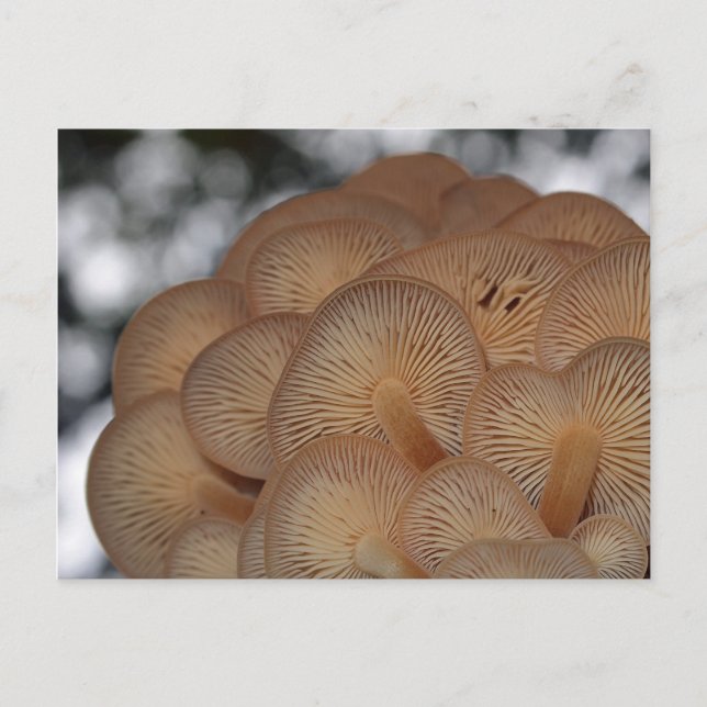 Wild Mushrooms Postkarte (Vorderseite)