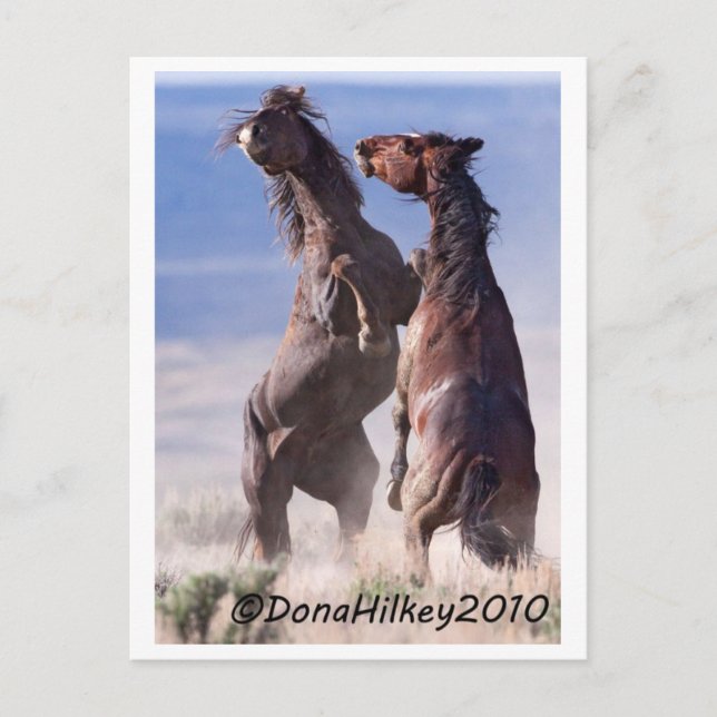 Wild Mustang Fight Postkarte (Vorderseite)