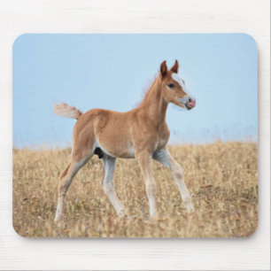 Wild Mustang Foal Mousepad