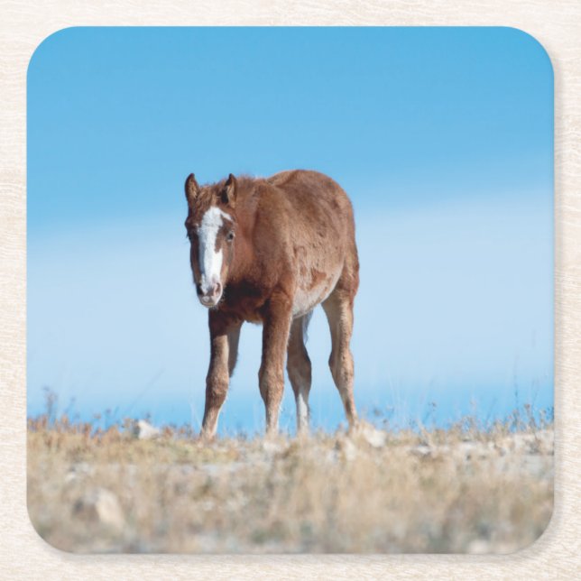 Wild Mustang Foal Rechteckiger Pappuntersetzer (Vorderseite)