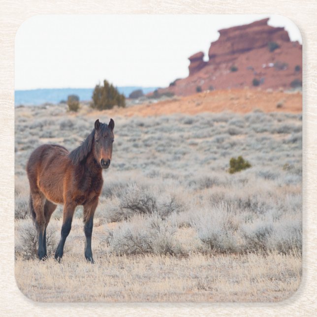Wild Mustang Foal Rechteckiger Pappuntersetzer (Vorderseite)