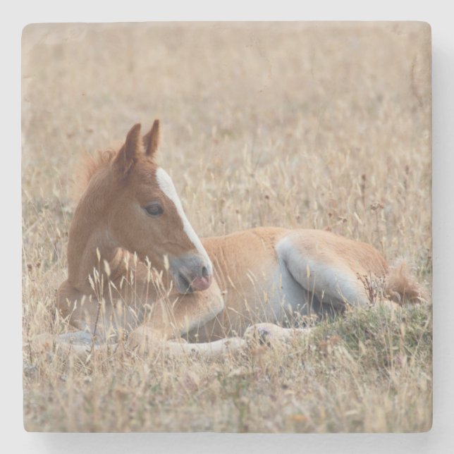 Wild Mustang Foal Wild Horse Steinuntersetzer (Vorderseite)
