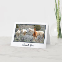Wild Mustang Herd Foto Danke, Card