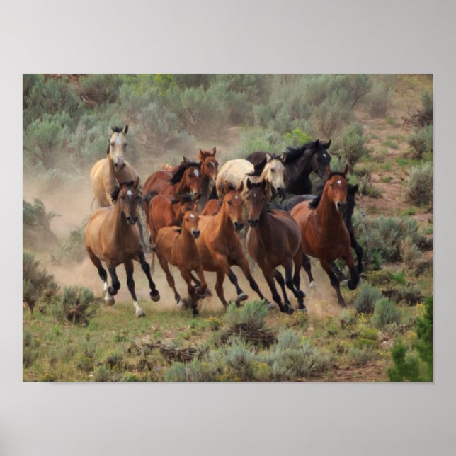 Wild Mustang Herd Poster (Vorne)